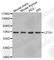 Leucine Zipper Tumor Suppressor 1 antibody, A3380, ABclonal Technology, Western Blot image 