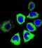 Putative tubulin beta chain-like protein ENSP00000290377 antibody, abx026366, Abbexa, Flow Cytometry image 