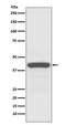 Autophagy Related 3 antibody, M01768, Boster Biological Technology, Western Blot image 