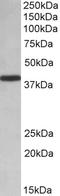 Poly(RC) Binding Protein 1 antibody, EB10498, Everest Biotech, Western Blot image 