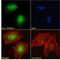 Zinc Finger E-Box Binding Homeobox 2 antibody, 42-432, ProSci, Western Blot image 