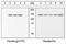 Vinculin antibody, 44-1078G, Invitrogen Antibodies, Western Blot image 