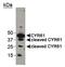 CYR61 antibody, PA1-16580, Invitrogen Antibodies, Western Blot image 