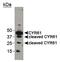 Cellular Communication Network Factor 1 antibody, PA1-16580, Invitrogen Antibodies, Western Blot image 