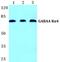 Gamma-Aminobutyric Acid Type A Receptor Alpha4 Subunit antibody, PA5-75514, Invitrogen Antibodies, Western Blot image 