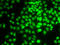 Cyclin G1 antibody, LS-C749695, Lifespan Biosciences, Immunofluorescence image 