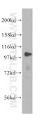 Lon protease homolog, mitochondrial antibody, 15440-1-AP, Proteintech Group, Western Blot image 