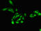 Protein Phosphatase 2 Catalytic Subunit Alpha antibody, LS-C397070, Lifespan Biosciences, Immunofluorescence image 