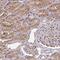 Chromosome 5 Open Reading Frame 24 antibody, PA5-63476, Invitrogen Antibodies, Immunohistochemistry frozen image 