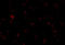 C-X3-C Motif Chemokine Receptor 1 antibody, 2201, ProSci, Immunofluorescence image 