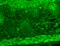 Transient Receptor Potential Cation Channel Subfamily C Member 7 antibody, SMC-343D-A655, StressMarq, Immunohistochemistry paraffin image 