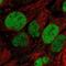 Serum Amyloid A Like 1 antibody, NBP2-58797, Novus Biologicals, Immunofluorescence image 