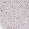 TBC1 Domain Family Member 9 antibody, NBP2-13415, Novus Biologicals, Immunohistochemistry frozen image 