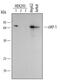 IAP2 antibody, PA5-47036, Invitrogen Antibodies, Western Blot image 