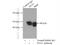 Flap Structure-Specific Endonuclease 1 antibody, 14768-1-AP, Proteintech Group, Immunoprecipitation image 