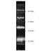 Proteasome Subunit Beta 10 antibody, BML-PW8150-0100, Enzo Life Sciences, Western Blot image 