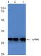 BCL2 antibody, PA5-36742, Invitrogen Antibodies, Western Blot image 
