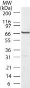 Polo Like Kinase 1 antibody, PA1-41319, Invitrogen Antibodies, Western Blot image 