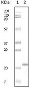 Apolipoprotein A5 antibody, 32-110, ProSci, Enzyme Linked Immunosorbent Assay image 