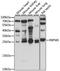 RNA Binding Protein, MRNA Processing Factor antibody, LS-C750367, Lifespan Biosciences, Western Blot image 