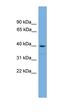 SAM Domain, SH3 Domain And Nuclear Localization Signals 1 antibody, orb330455, Biorbyt, Western Blot image 