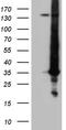 RAB23, Member RAS Oncogene Family antibody, TA809380, Origene, Western Blot image 