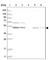 RNA Binding Motif Protein 34 antibody, HPA028606, Atlas Antibodies, Western Blot image 