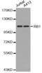 RB Transcriptional Corepressor 1 antibody, abx000523, Abbexa, Western Blot image 