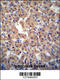 Cytosolic Thiouridylase Subunit 1 antibody, 55-136, ProSci, Immunohistochemistry paraffin image 