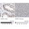 KH-Type Splicing Regulatory Protein antibody, NBP1-84719, Novus Biologicals, Immunohistochemistry paraffin image 