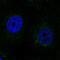 SCO Cytochrome C Oxidase Assembly Protein 2 antibody, NBP2-68675, Novus Biologicals, Immunocytochemistry image 