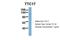 Tetratricopeptide Repeat Domain 17 antibody, PA5-70291, Invitrogen Antibodies, Western Blot image 