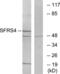 Serine And Arginine Rich Splicing Factor 4 antibody, abx013584, Abbexa, Western Blot image 