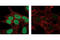 CAMP Responsive Element Binding Protein 1 antibody, 9187S, Cell Signaling Technology, Immunofluorescence image 