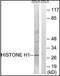 H1 Histone Family Member 0 antibody, orb96015, Biorbyt, Western Blot image 