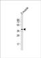 Rhodopsin antibody, PA5-72238, Invitrogen Antibodies, Western Blot image 