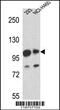 Mastermind Like Transcriptional Coactivator 1 antibody, 55-913, ProSci, Western Blot image 