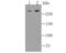 TOR antibody, NBP2-67478, Novus Biologicals, Western Blot image 