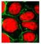 ATP Binding Cassette Subfamily C Member 1 antibody, MA5-16079, Invitrogen Antibodies, Immunofluorescence image 