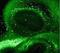 Galectin 3 antibody, GTX22785, GeneTex, Immunohistochemistry frozen image 