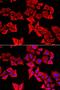 Thyroid Hormone Responsive antibody, LS-C346296, Lifespan Biosciences, Immunofluorescence image 