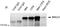 BRCA1 DNA Repair Associated antibody, MA1-23160, Invitrogen Antibodies, Immunoprecipitation image 