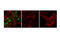 DNA Topoisomerase II Alpha antibody, 13072S, Cell Signaling Technology, Immunofluorescence image 