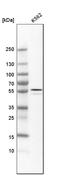 Aldehyde Dehydrogenase 1 Family Member A2 antibody, HPA010022, Atlas Antibodies, Western Blot image 