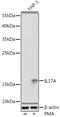 IL-17 antibody, GTX32674, GeneTex, Western Blot image 