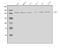 Mechanistic Target Of Rapamycin Kinase antibody, A00003-2, Boster Biological Technology, Western Blot image 