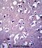 Dynactin Subunit 4 antibody, abx027400, Abbexa, Immunohistochemistry frozen image 