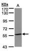 Inosine Monophosphate Dehydrogenase 2 antibody, PA5-27494, Invitrogen Antibodies, Western Blot image 