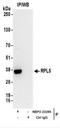 Ribosomal Protein L5 antibody, NBP2-22285, Novus Biologicals, Immunoprecipitation image 