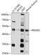 Prokineticin Receptor 2 antibody, 18-884, ProSci, Western Blot image 